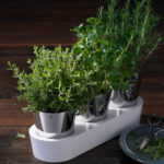 گلدان 3 عددی دبلیو ام اف مدل WMF Herb garden 3pcs - تصویر 3