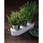 گلدان 3 عددی دبلیو ام اف مدل WMF Herb garden 3pcs - تصویر 12